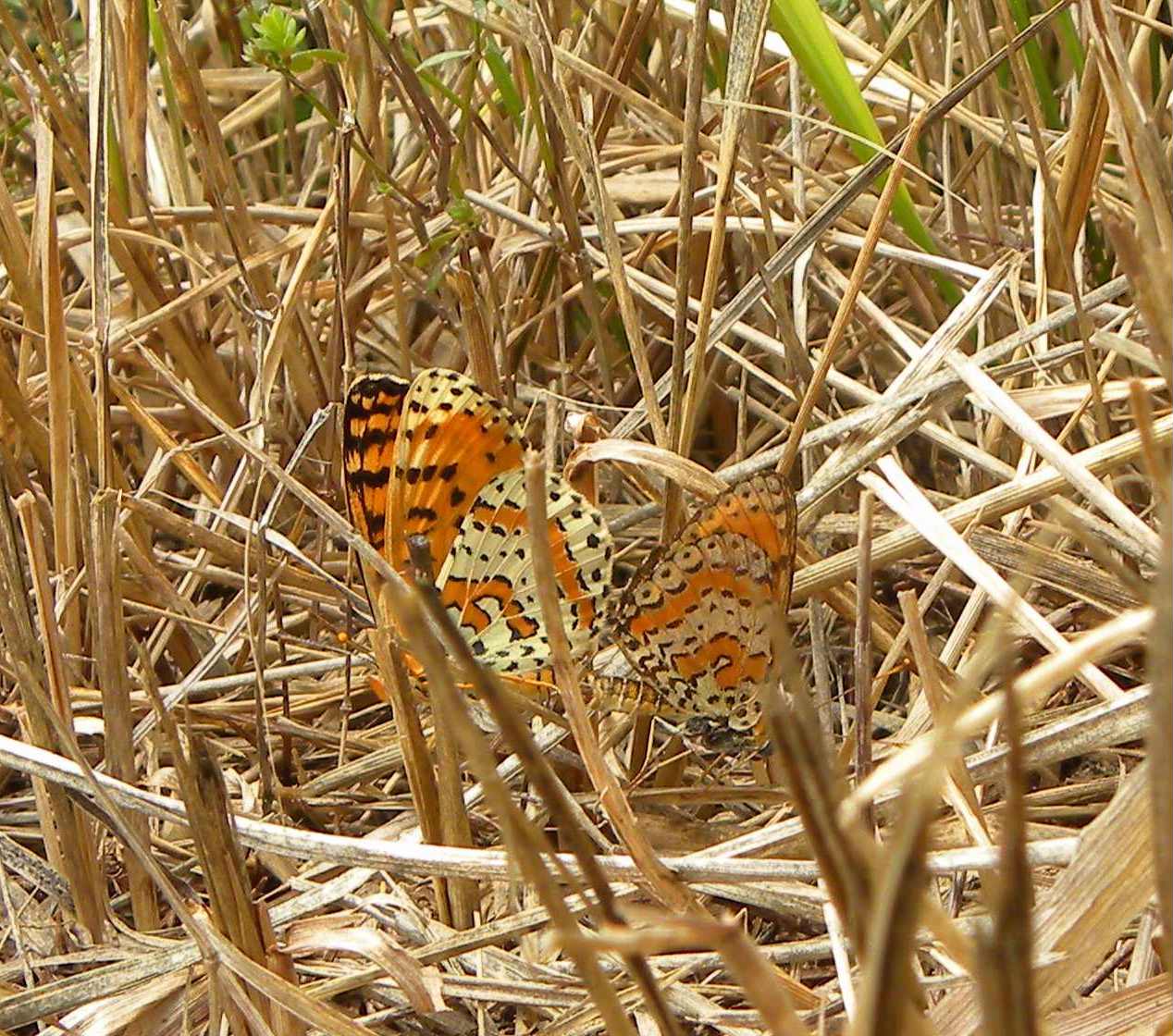 conferma identificazione - Melitaea didyma in accoppiamento